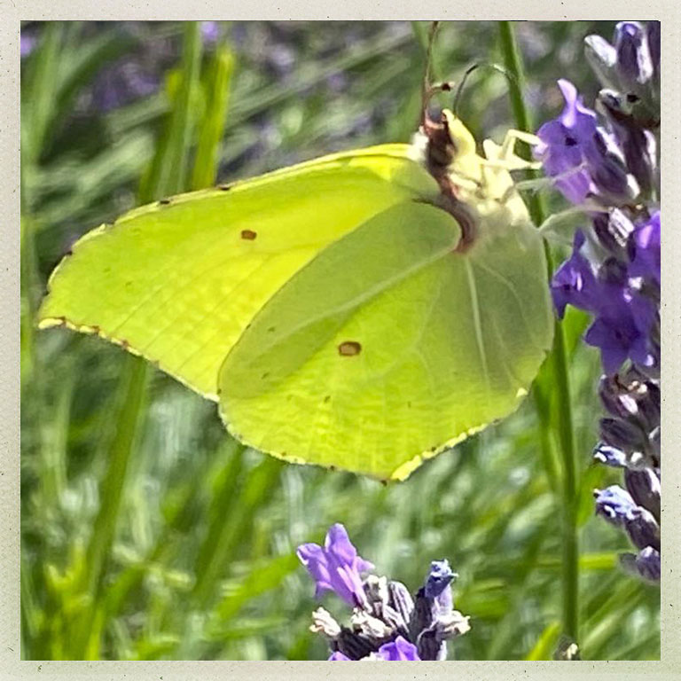 piemont butterfly